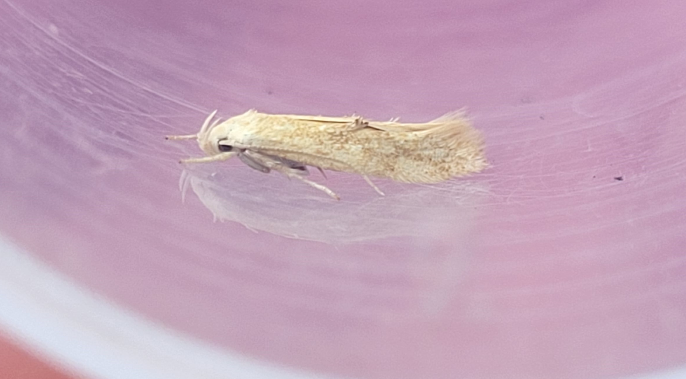 Photo of Buff Cosmet (Mompha ochraceella)